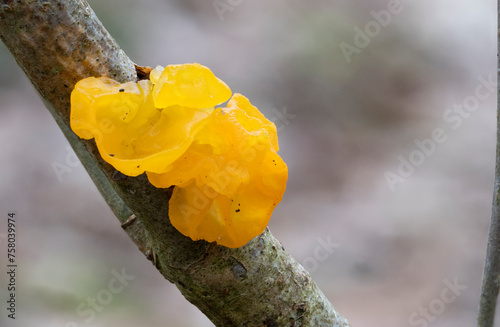 golden jelly fungus on a branch in the forest at autumn