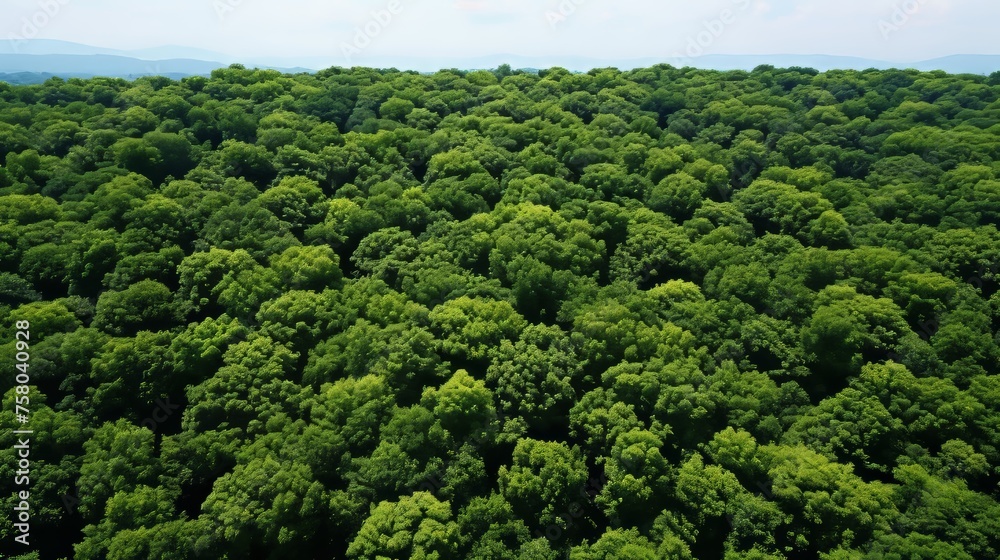 Aerial view of forest trees absorbing co2 for carbon neutrality and net zero emissions