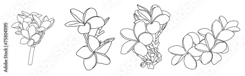 Vector doodle set of illustration of Tropical flowers - Frangipani (Plumeria), isolated on white background