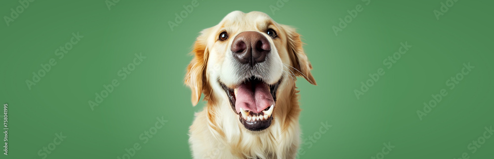 Portrait of a Labrador dog on a colored background.