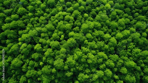Aerial view of dense forest capturing co2 for carbon neutrality and net zero emissions