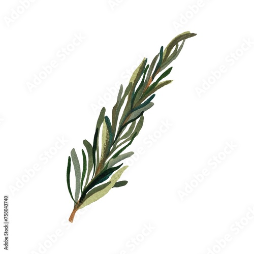 Rosemary fresh green twig a watercolor sketch