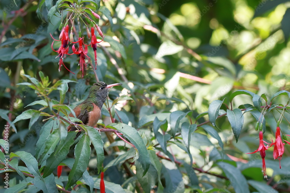 Obraz premium colibri