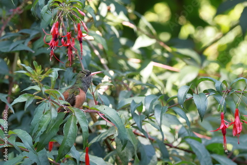 colibri photo