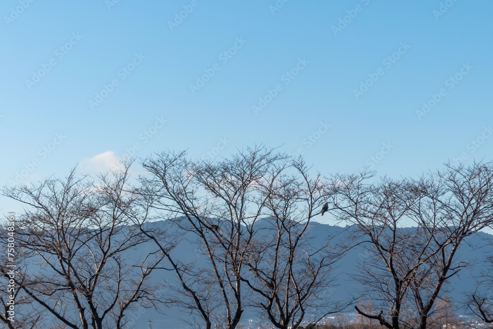 湖岸の枯れた木の上にトビがとまる 滋賀県草津市平湖 湖岸の枯れた木の上にトビがとまる 滋賀県草津市平湖