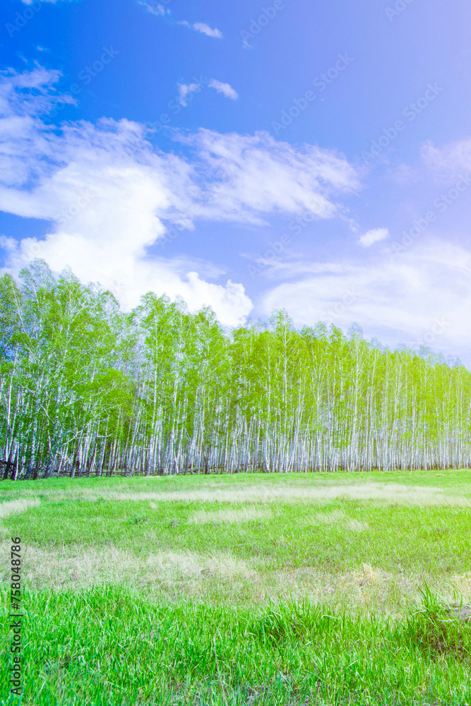 Obraz premium birch forest against a background of a bright blue sky at sunrise, early spring with lush greenery