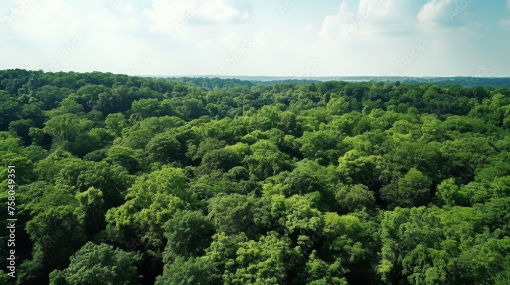 Drone s eye view  lush forest canopy sequestering co2 for carbon neutrality and net zero impact - obrazy, fototapety, plakaty 