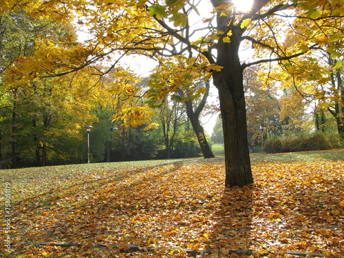 B  ume im Herbst im Park