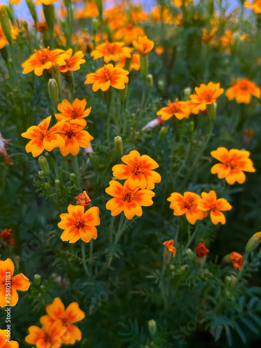Vibrant Marigolds in Bloom © DmitriiArtamonov