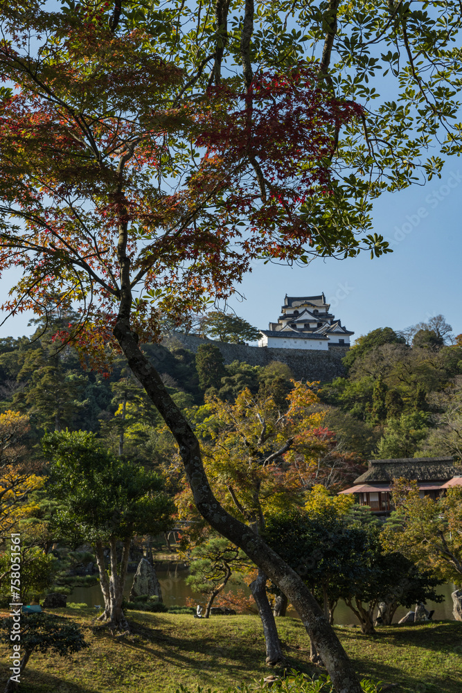 日本　滋賀県彦根市の大名庭園、玄宮園の紅葉と彦根城の天守閣