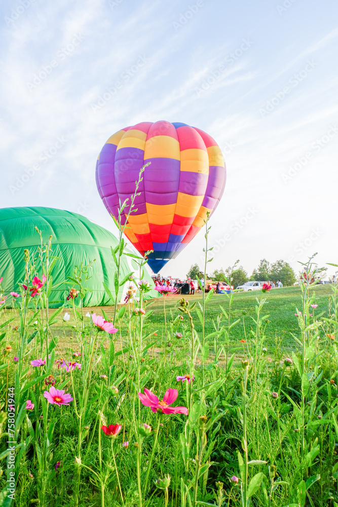 Fototapeta premium Hot air balloons challenge with cosmos flowers near lake.