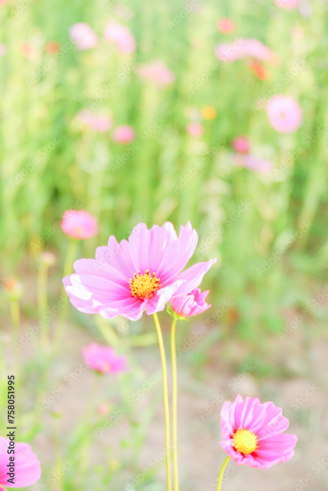 Pink cosmos flowers full blooming in summer garden,Field of cosmos flower on blue sky background,Selective focus. Pink cosmos flowers full blooming in summer garden,Field of cosmos flower on blue sky background,Selective focus.