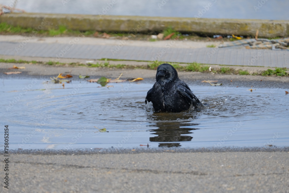 Obraz premium Petit corbeau dans son bain .