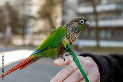 Obraz na plátně A green-cheeked conure (Pyrrhura molinae) perches on a finger