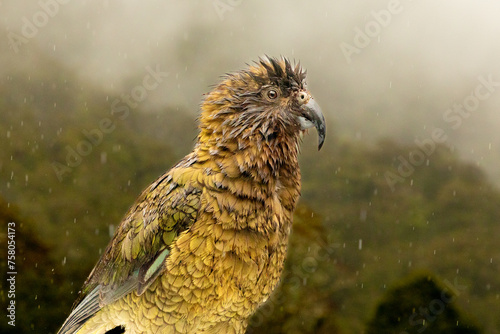 A bedraggled kea (Nestor notabilis) is seen at a rain-soaked stop along the road to Milord Sound in Fiordland on the South Island of New Zealand. The intelligent parrots were once killed for bounty, photo