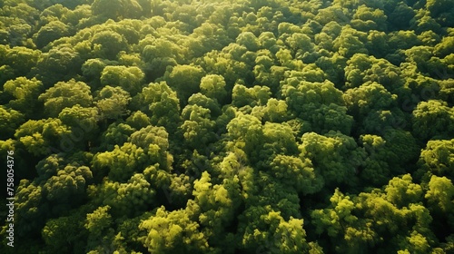 Aerial drone view of lush forest trees capturing co2 for carbon neutrality and net zero emissions © Roman Enger