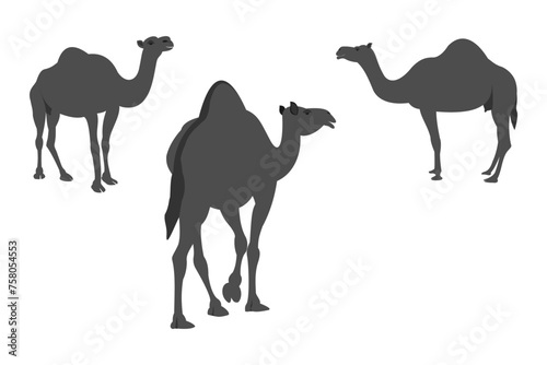 Camel vector set with different poses. vector illustration isolated on white background.