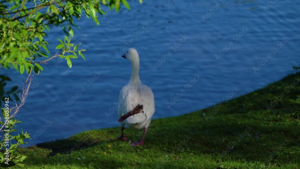Snow goose (Anser caerulescens), consisting of both white morph and dark morph (blue goose), is North American species of goose, collectively with Ross's goose referred to as white or light geese. Snow goose (Anser caerulescens), consisting of both white morph and dark morph (blue goose), is North American species of goose, collectively with Ross's goose referred to as white or light geese.