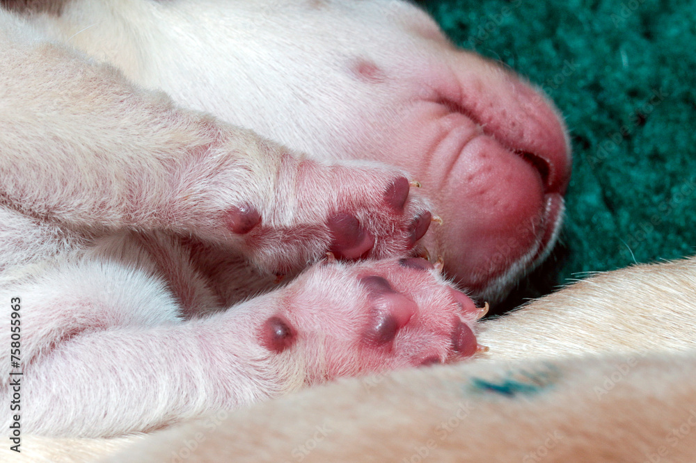 The little paw of a 4-day-old Labrador puppy. The paw pads are starting to turn black. The little paw of a 4-day-old Labrador puppy. The paw pads are starting to turn black.