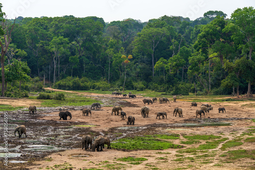 Photography African forest elephants, Loxodonta cyclotis, in Dzanga Bai of Central African Republic