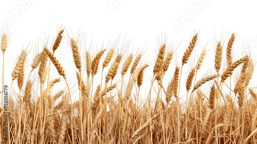 side view of a field of dry mature autumn spikelets of wheat. Generative ai