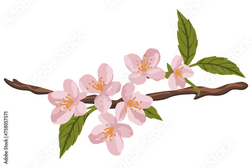 A branch with pink flowers on a white background. The concept of spring and blossoming.