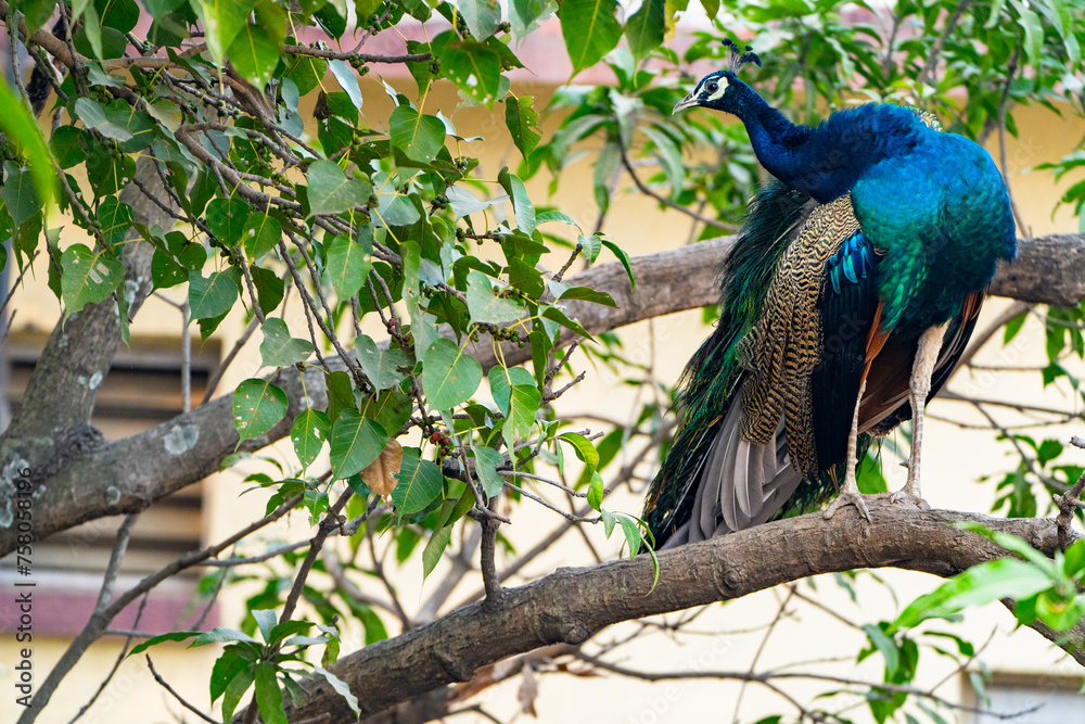 Fototapeta premium A blue and green peacock is perched on a tree branch