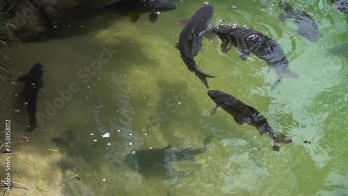 Carps swim in a small pond. The common carp or European carp (Cyprinus carpio) is a widespread freshwater fish of eutrophic waters in lakes and large rivers in Europe and Asia. photo