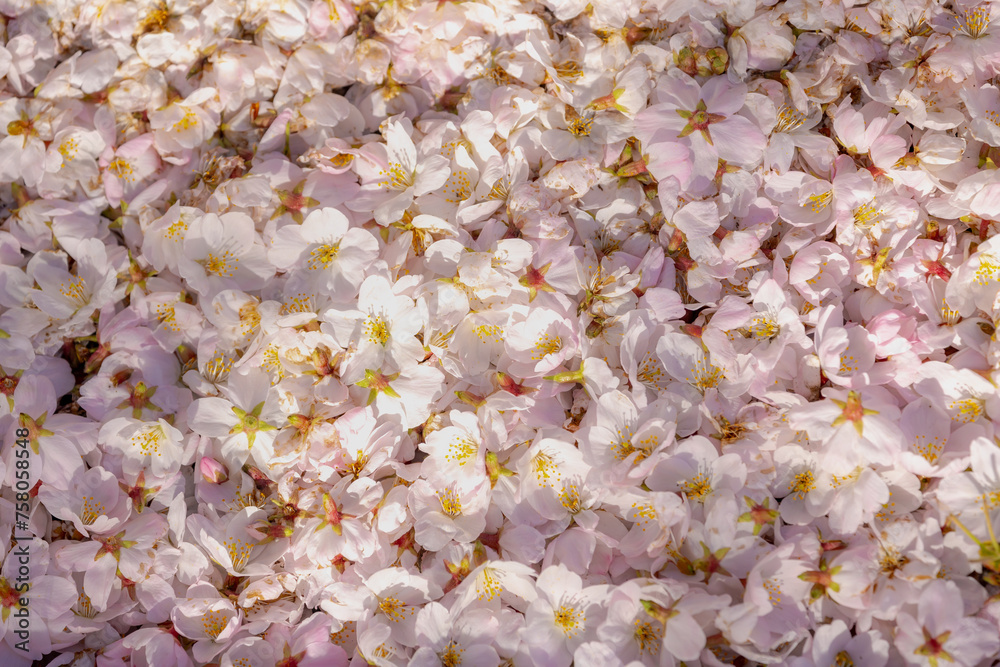 Selective focus of white pink Cherry blossoms fallen under the trees, Sakura flower petals on the ground floor, The flower of trees in Prunus subgenus Cerasus, Floral pattern, Nature spring background Selective focus of white pink Cherry blossoms fallen under the trees, Sakura flower petals on the ground floor, The flower of trees in Prunus subgenus Cerasus, Floral pattern, Nature spring background
