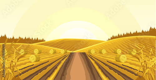 view of wheat plantations, with rolls of hay, road in the middle area of the plantation