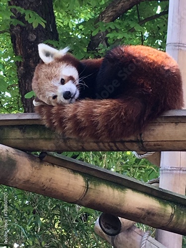 Sleepy Red Panda