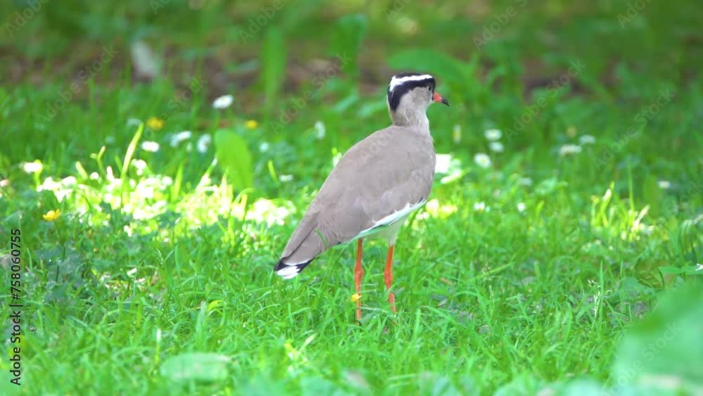 Crowned lapwing (Vanellus coronatus), or crowned plover, is bird of lapwing subfamily that occurs contiguously from Red Sea coast of Somalia to southern and southwestern Africa. Crowned lapwing (Vanellus coronatus), or crowned plover, is bird of lapwing subfamily that occurs contiguously from Red Sea coast of Somalia to southern and southwestern Africa.