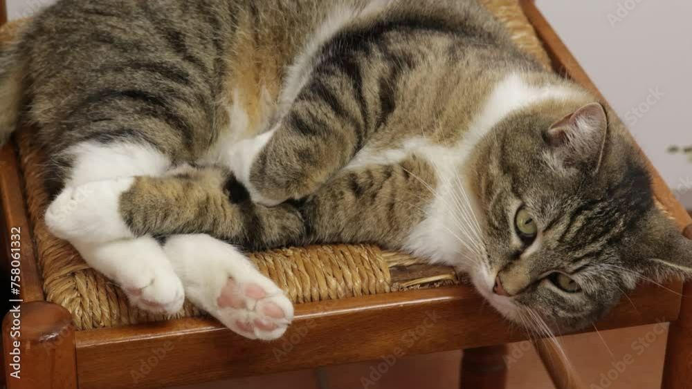 chat allongé sur une chaise, fixant l'objectif, en gros plan chat allongé sur une chaise, fixant l'objectif, en gros plan