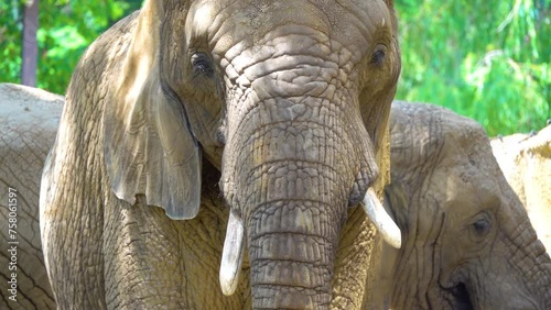 African bush elephant (Loxodonta africana), also known as the African savanna elephant, is the largest living terrestrial animal with bulls reaching a shoulder height of up to 3.96 m.
