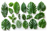 A set of various green leaves, including monstera and palm, forming an abstract and beautiful composition.
