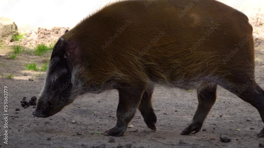 Red river hog (Potamochoerus porcus), also known as the bush pig (but not to be confused with Potamochoerus larvatus, common name bushpig), is a wild member of the pig family living in Africa. Red river hog (Potamochoerus porcus), also known as the bush pig (but not to be confused with Potamochoerus larvatus, common name bushpig), is a wild member of the pig family living in Africa.