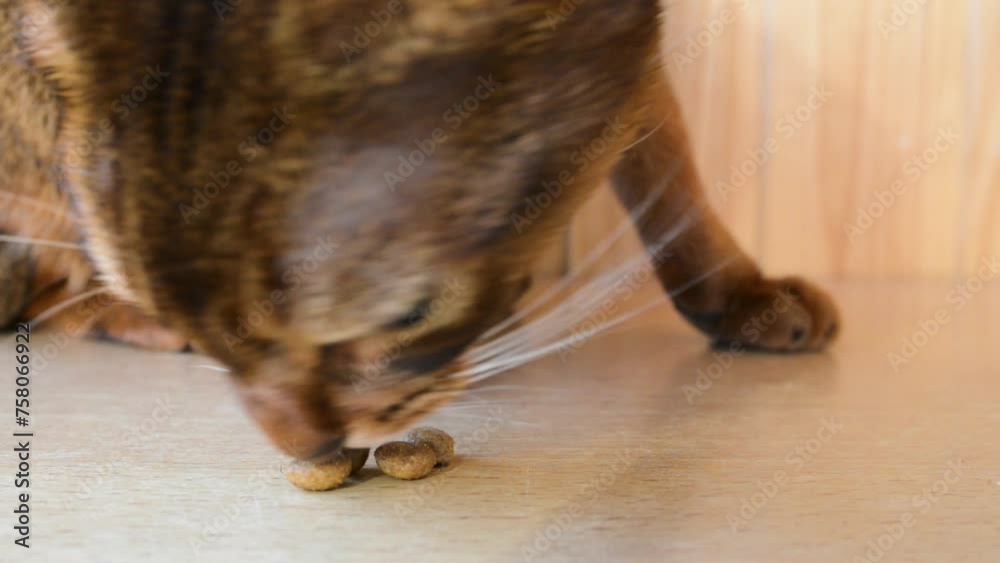 Abyssinian is breed of domestic shorthaired cat with distinctive