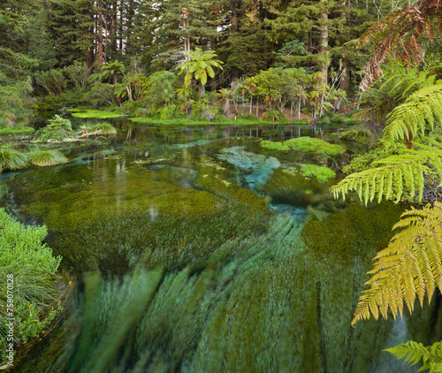 Fotografía Hamurana Springs, Rotorua, Bay of Plenty, Nordinsel, Neuseeland