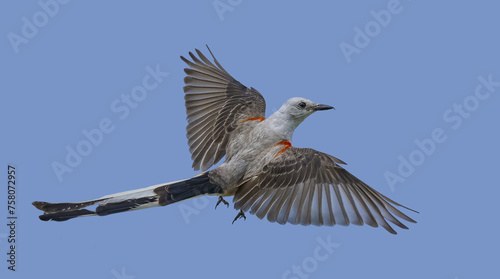 Portrait of a Scissor-tailed flycatcher  photo