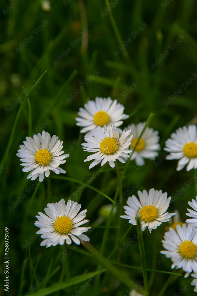 Absolute Beautiful Daisy flower blooming in the park during sunlight of summer day Absolute Beautiful Daisy flower blooming in the park during sunlight of summer day