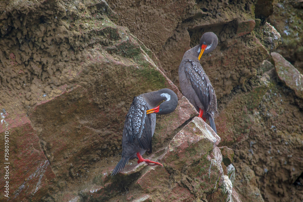 Φωτογραφία Ballestas Islands, important marine biodiversity and adventure sports for ecotou
