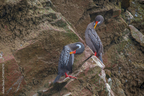 Canvas Print Ballestas Islands, important marine biodiversity and adventure sports for ecotou