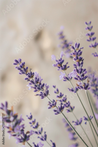 purple lavender flower close up
