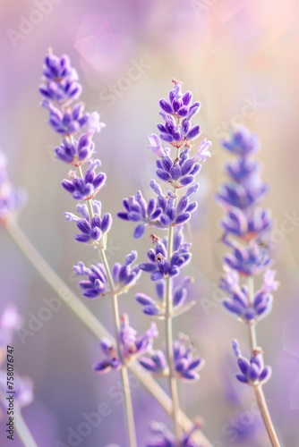 purple lavender flower close up