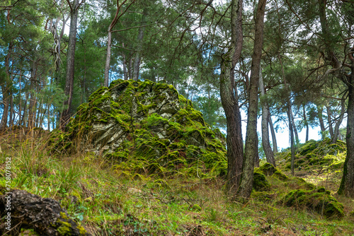 mossy rocks in a damp forest