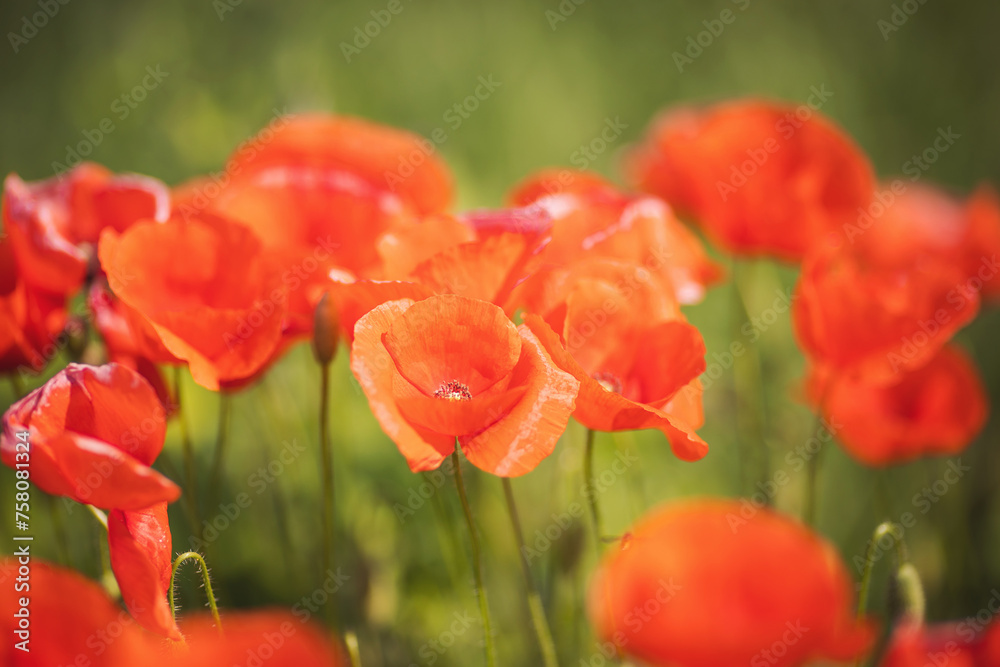 Obraz premium close up of red poppy flowers in a field. Field of bright red corn poppy flowers in summer. Field of Corn Poppy Flowers Papaver rhoeas in italian farm.