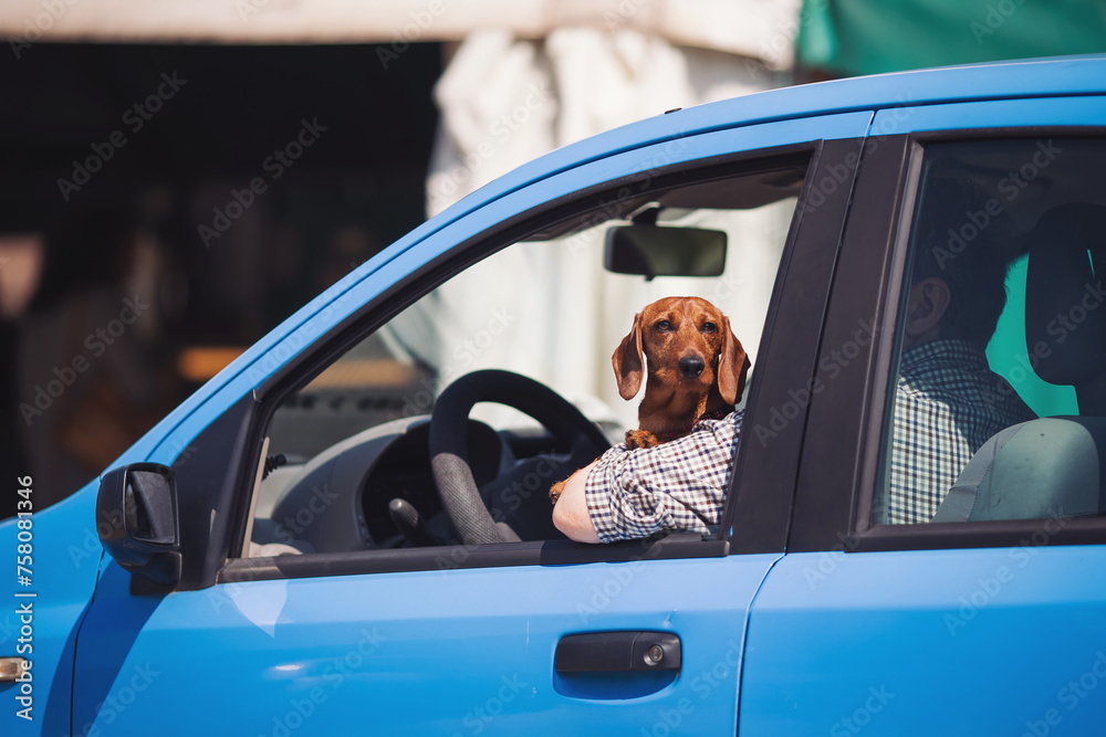 Cute dog travels in the blue car. dog driver. dog staring out of car window. Traveling with a pet.