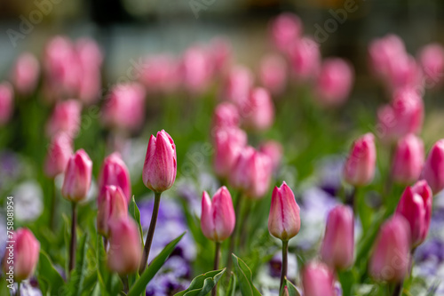 ピンク色のチューリップが咲き誇る花壇