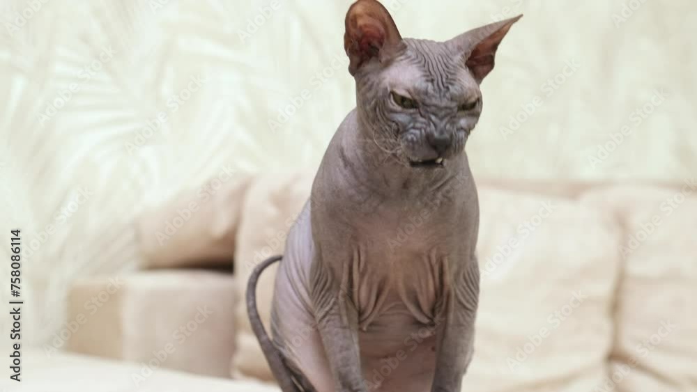 Canadian Sphynx cat basking in the sun. vertical video. adult sphinx cat basking in the sun in the room. one bald sphinx cat sits on the floor. The pet is basking in the sun. Canadian Sphynx cat basking in the sun. vertical video. adult sphinx cat basking in the sun in the room. one bald sphinx cat sits on the floor. The pet is basking in the sun.