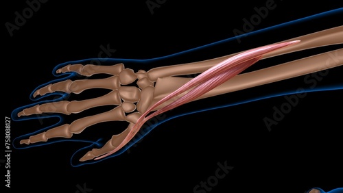 human female muscle anatomy for medical concept 3d rendering photo